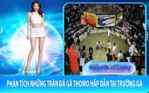 Phân tích những trận đá gà Thomo hấp dẫn tại trường gà
