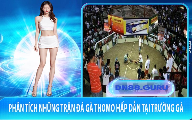 Phân tích những trận đá gà Thomo hấp dẫn tại trường gà